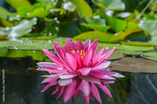 Idylle im Garten - Seerose mit Spiegelung im Wasser 
