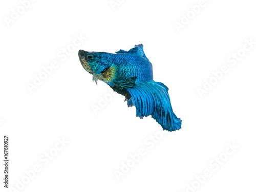 capture the moving moment beautiful of siam blue halfmoon betta fish in thailand on white background.