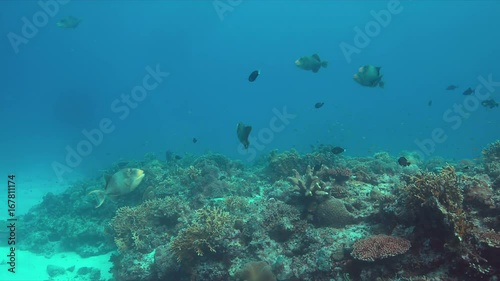 Wallpaper Mural Yellowmargin Triggerfish on a colorful coral reef. 4k footage Torontodigital.ca