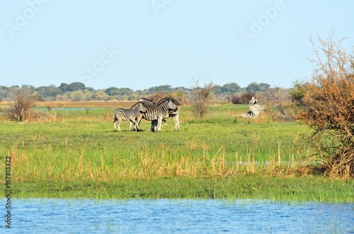 Zebras in the Okavango delta  Botswana