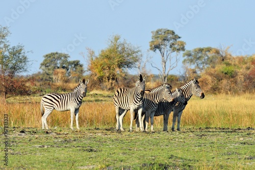 Zebras in the Okavango delta, Botswana