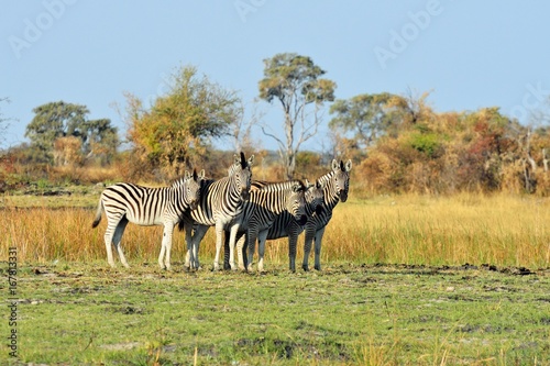Zebras in the Okavango delta, Botswana