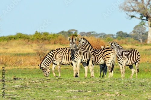 Zebras in the Okavango delta  Botswana