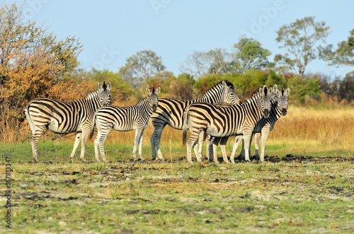 Zebras in the Okavango delta  Botswana
