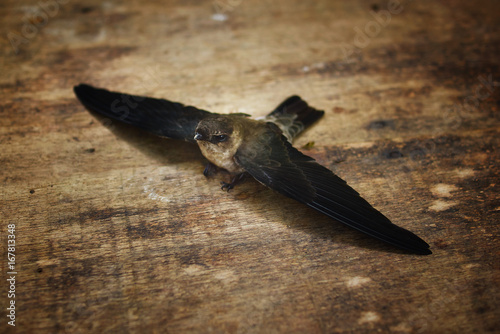 Isolated Swallow Bird On Wooden Table photo