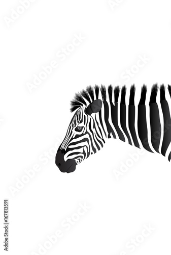 African Zebra isolated on white. Head of Zebra on white background.
