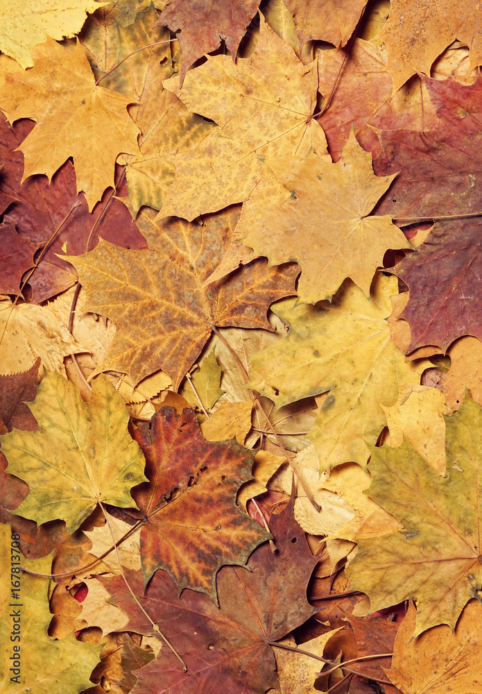Colorful autumn background. Fallen leaves.