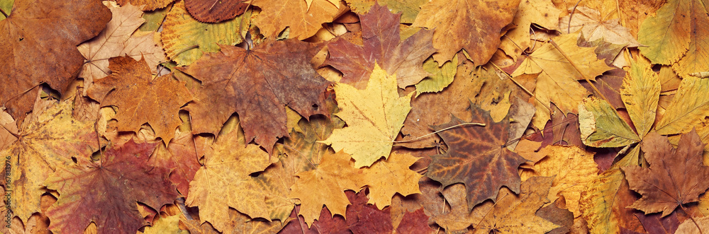 Seasonal autumn background of colorful leaves. Seasonal autumn background of colorful leaves.