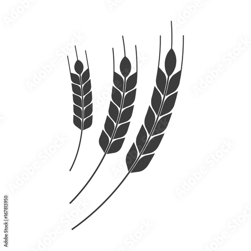 Wheat spike. Vector.