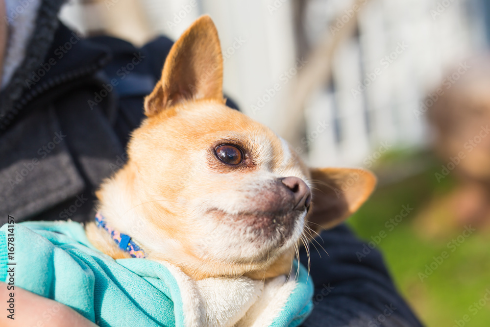 Portrait of cute chihuahua dog in outdoors