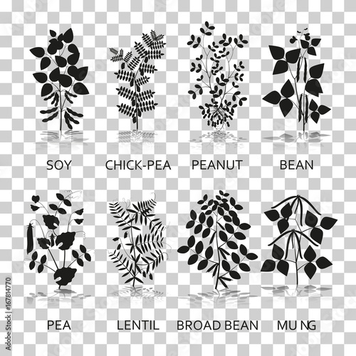 Legumes plants with leaves, pods and flowers. Silhouette icons with reflection on transparent background. Vector illustration.