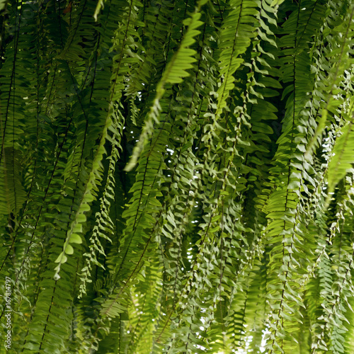 Low angle image of fern leaves hanging on the roof top