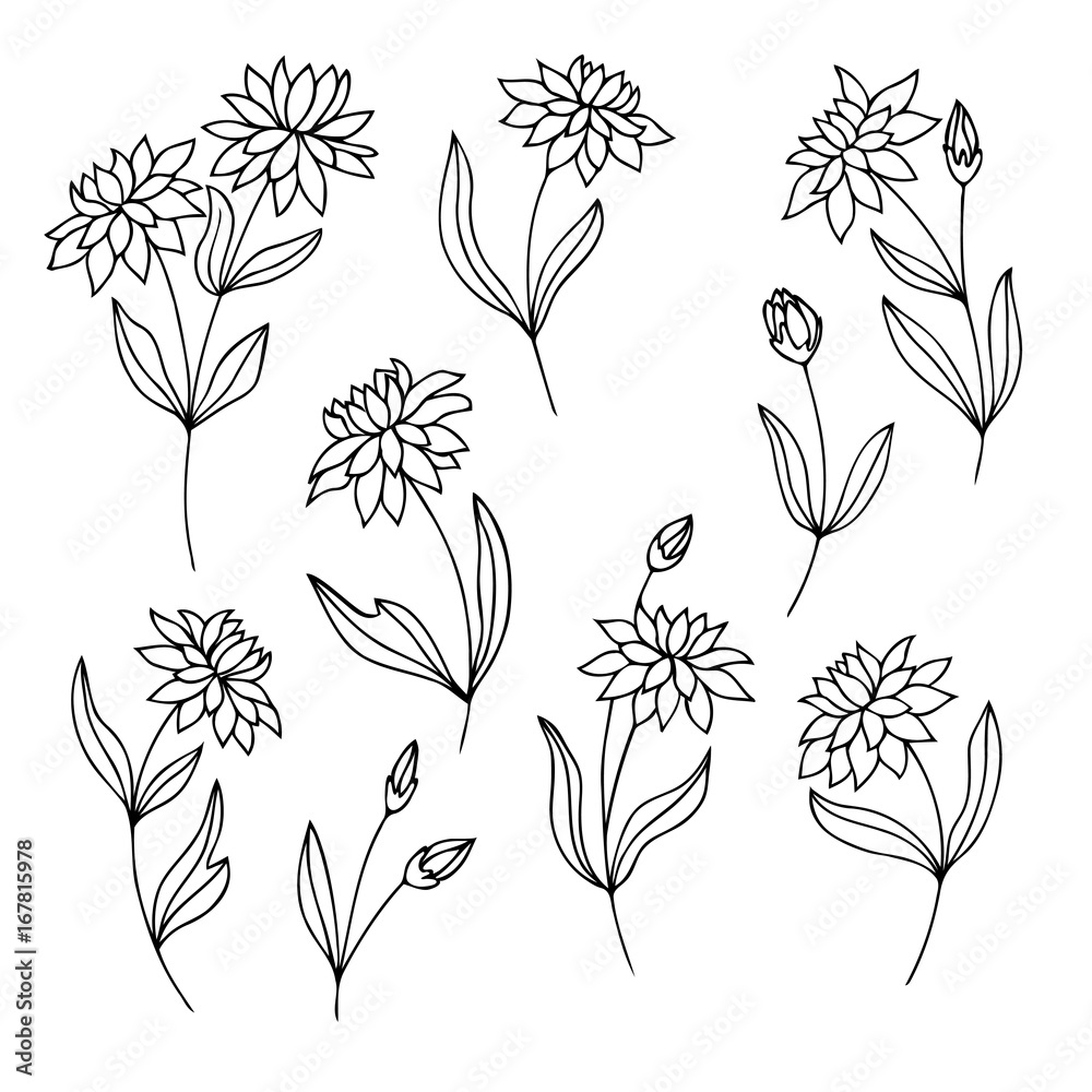 vector contour set of flowers and leaves