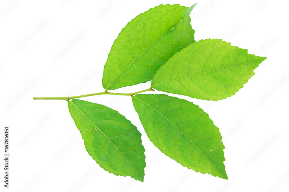 Obraz premium Tooth brush tree, Siamese Rough Bush leaf isolated on white background