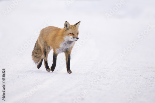 Red fox in winter