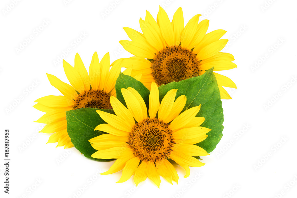 Fototapeta premium Three sunflowers with leaves isolated on white background