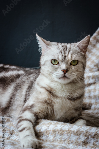 Brittish cat sitting © sharafmaksumov