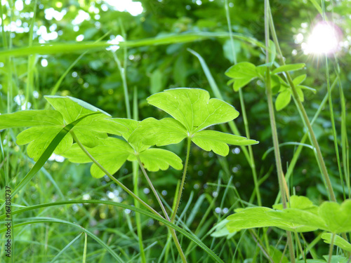 Close up of Fresh Green Leaves of Aquilegia Columbine Plants on Green Background
