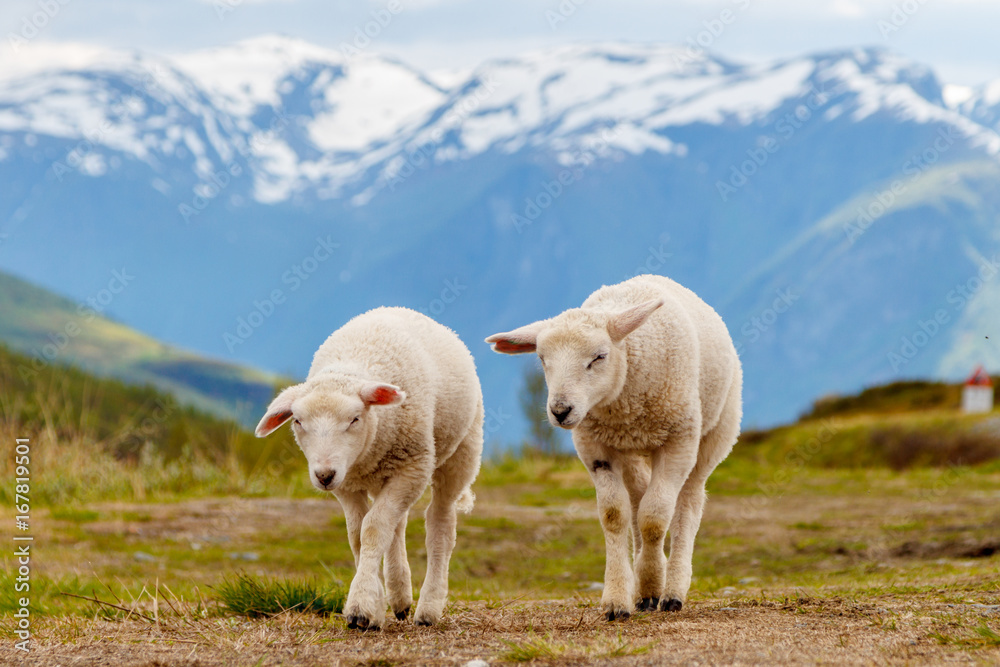 Lambs graze on the background of mountains