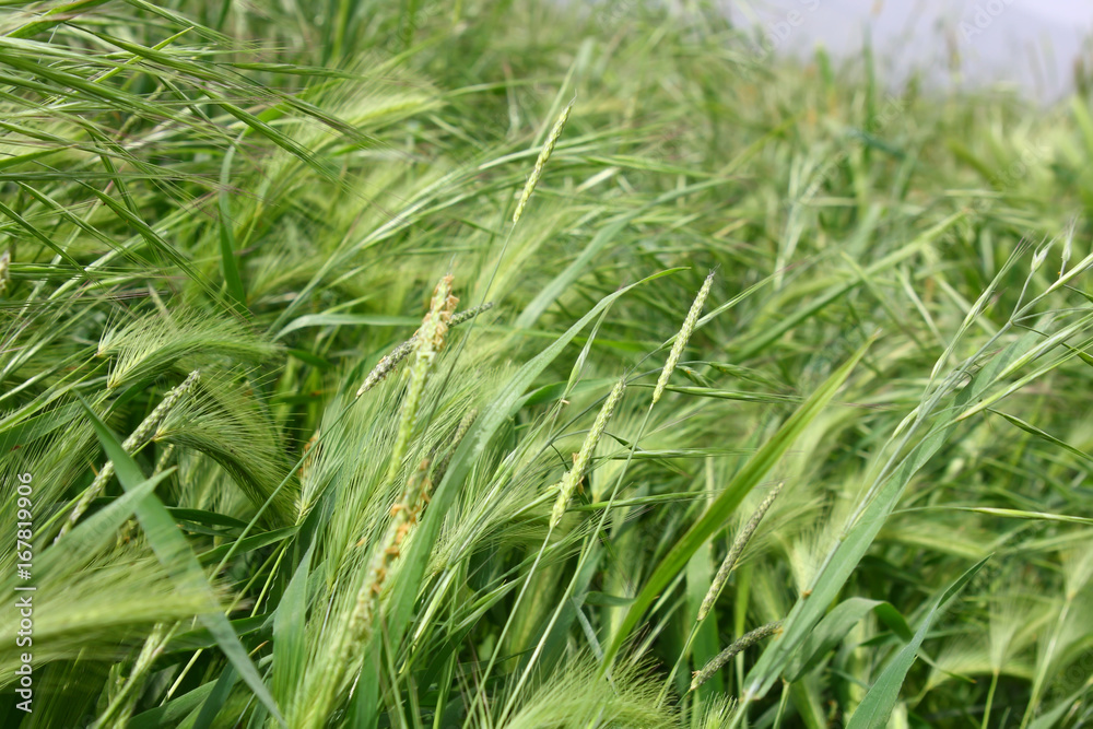 Still unripened ears of wheat on the field
Still unripened ears of wheat on the field
