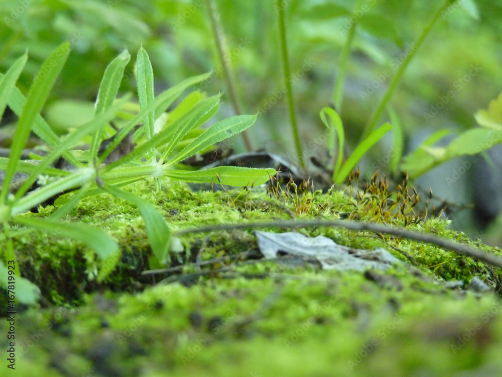 Low Close Up Macro Detail of Moss and Green Plants Low Close Up Macro Detail of Moss and Green Plants