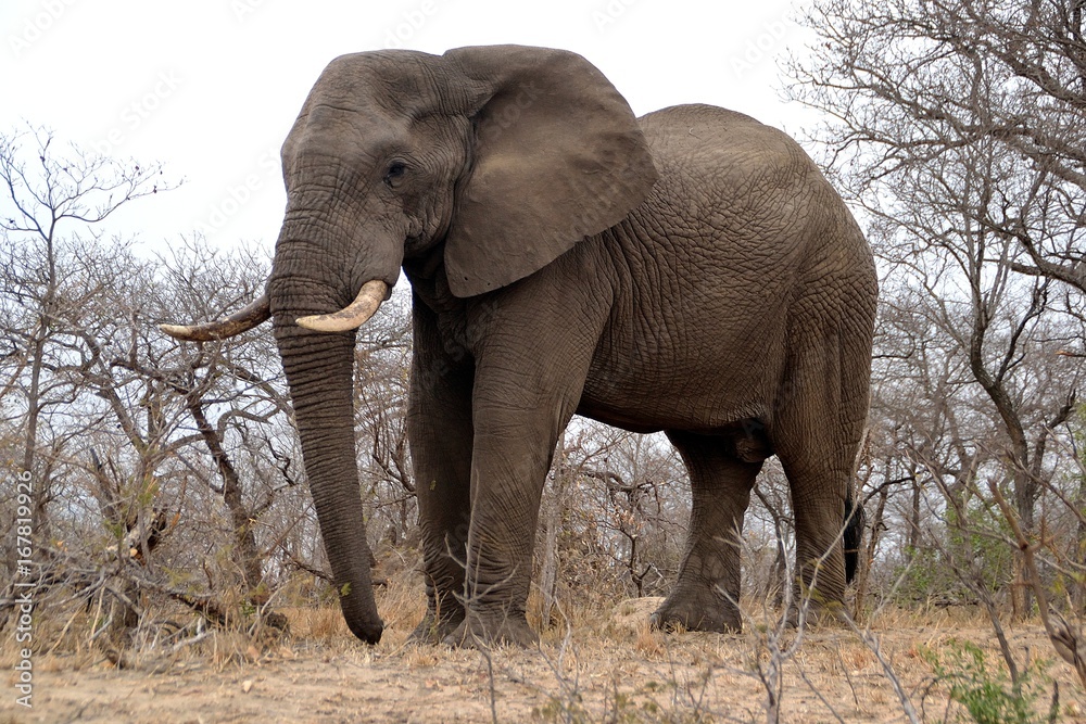 Obraz premium Elefant