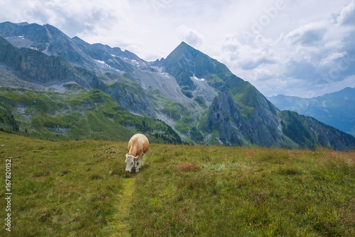 Cow on Tettensjoch in Austrian Alps