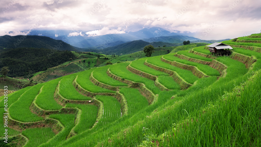 Green terrace rice field in Chiangmai , Thailand