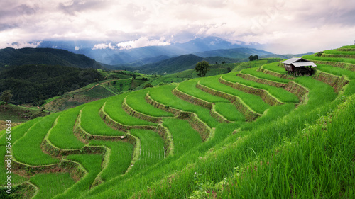 Green terrace rice field in Chiangmai , Thailand