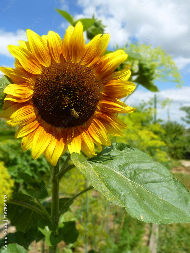 Sunflower Blooming on Vegetable Garden Sunflower Blooming on Vegetable Garden