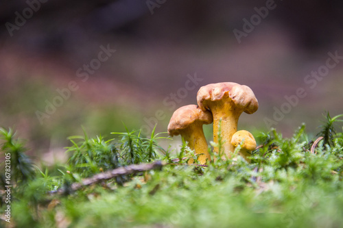 Chanterelle or girolle, Cantharellus cibarius, edible mushroom in moss