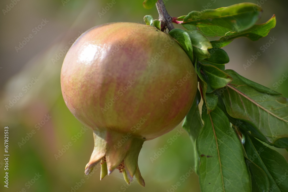 pomegrante pomegrante