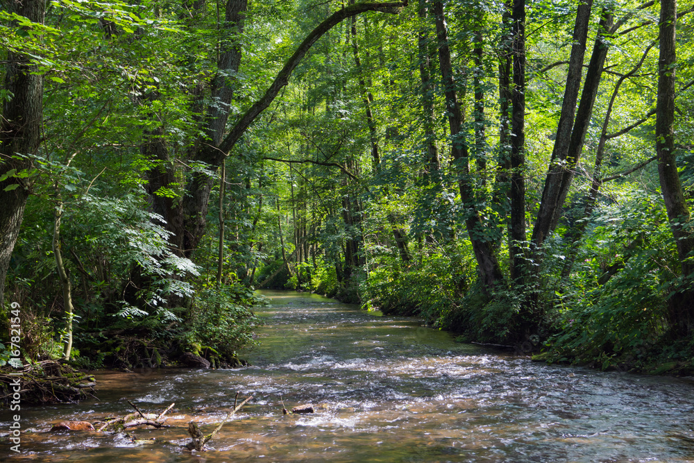 Fluss durch den Wald