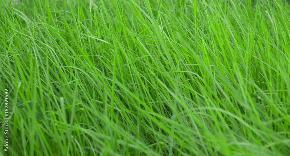 Nature flower grass and sunset background in the spring season