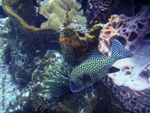Fototapeta Naklejka Na Ścianę i Meble -  Die indonesiche Unterwasserwelt