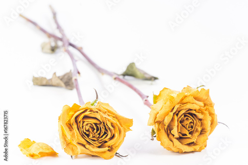 Dried yellow roses