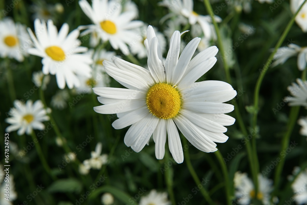 chamomile chamomile