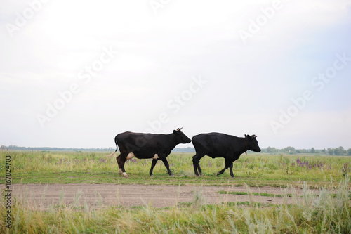 Fototapeta Naklejka Na Ścianę i Meble -  Two black cows go on the road through field
