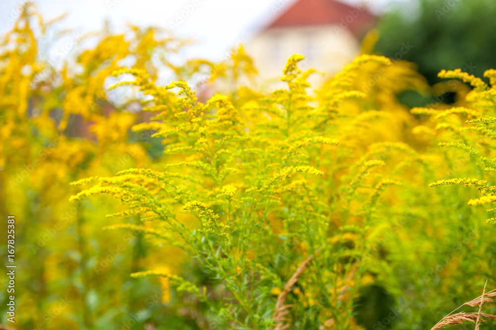 Obraz premium Goldwedel