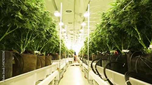 Rows of marijuana plants in facility