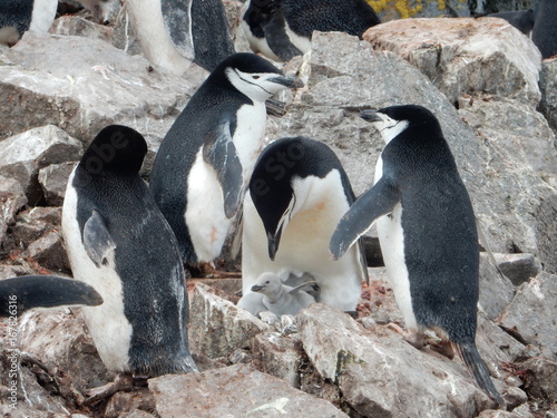 Fototapeta Naklejka Na Ścianę i Meble -  penguin bent down to chicks