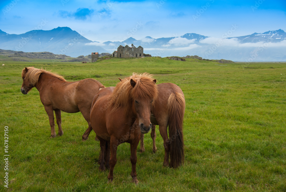 Wildpferde in Island