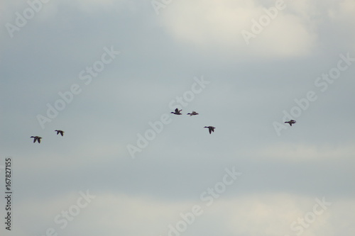 Flying ducks © Sergey