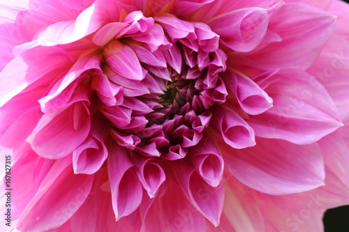 Fototapeta Naklejka Na Ścianę i Meble -  rosa Dahlien