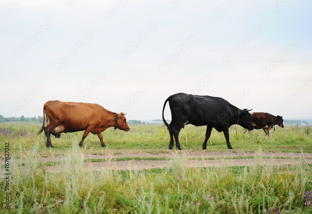 Black and brown cows go on the road through field