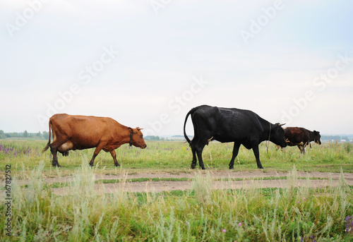 Fototapeta Naklejka Na Ścianę i Meble -  Black and brown cows go on the road through field