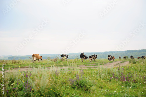 Herd of cows and shepherd go on the road through field © sorocka