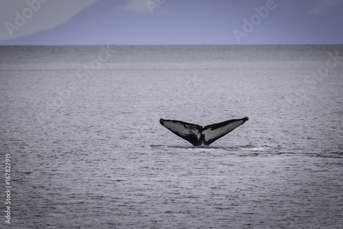 Humpback Whale Tail in Alaska