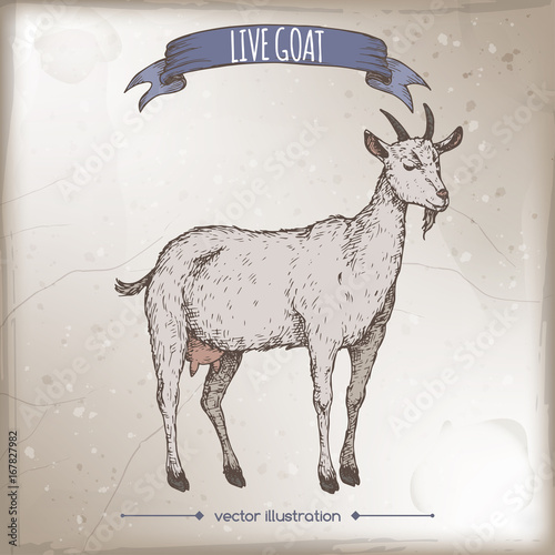 Vintage farmers market label with color live goat.