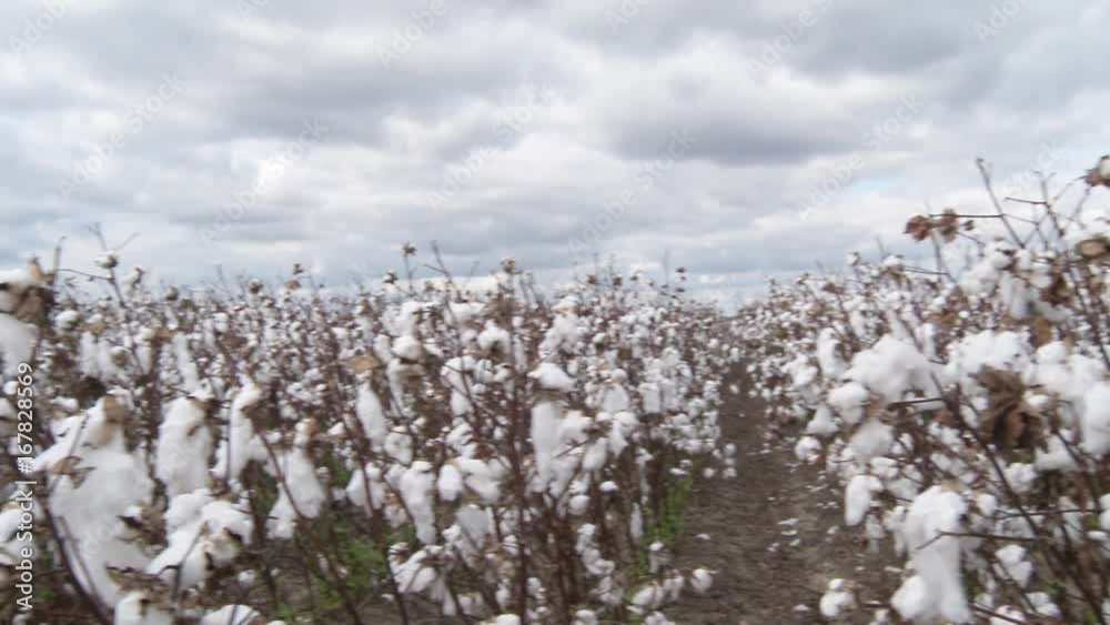 Unharvested cotton plants in field Unharvested cotton plants in field